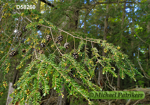 Eastern Hemlock (Tsuga canadensis)